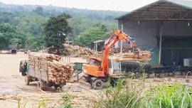 Quảng Trị: Siết chặt các quy định về đất đai, môi trường... trong chế biến dăm gỗ