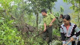 Lai Châu rừng phủ xanh nhờ chính sách chi trả dịch vụ môi trường rừng