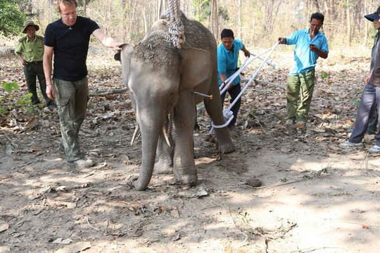Đắk Lắk: Cứu hộ thành công 1 cá thể voi hoang dã