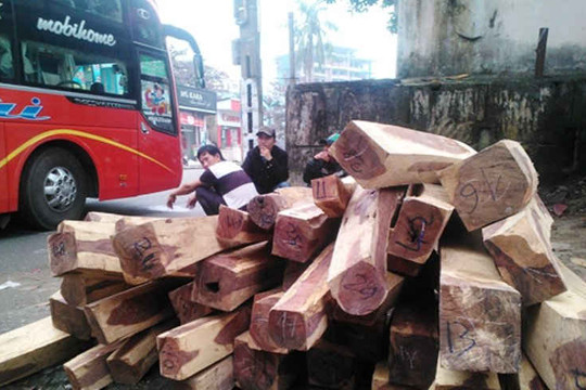 Hà Tĩnh: Bắt 3 xe khách biển số Lào chở lượng lớn gỗ quý hiếm
