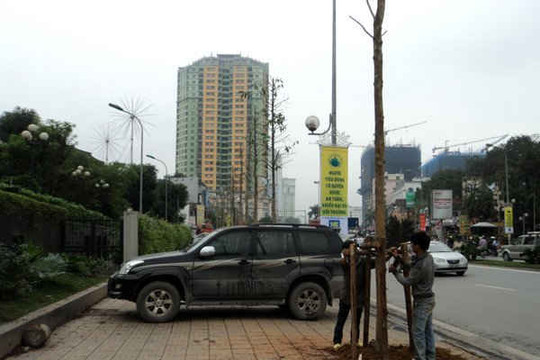 Hà Nội trồng hàng loạt cây Vàng Tâm trên đường Nguyễn Chí Thanh