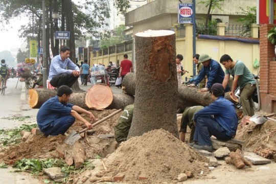 Chủ tịch Hà Nội "lệnh" dừng chặt hạ cây xanh