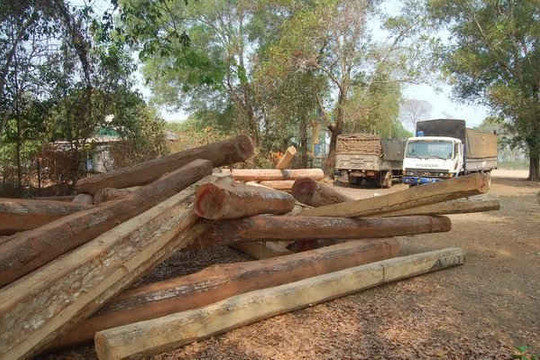 Gia Lai: Bắt giữ hai xe ô tô tải chở gỗ lậu