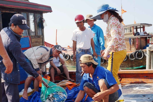 Quảng Ngãi: Ngư dân trúng đậm cá nục