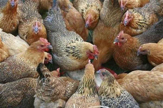 Chính phủ Burkina Faso xác nhận ổ dịch cúm gia cầm H5N1 ở gà