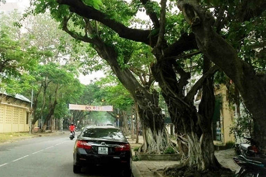 Đà Nẵng: Quản lý cây xanh bằng Hệ thống thông tin địa lý
