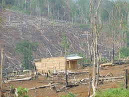Đắc Nông: Tàn sát rừng đầu nguồn