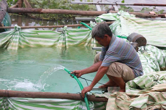 Nước sông Vàm Cỏ Đông ô nhiễm, cá nuôi bè lại chết hàng loạt