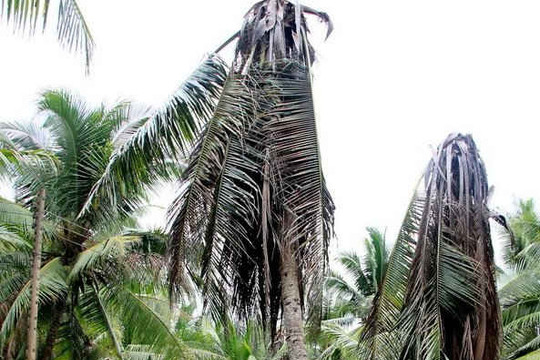 Trà Vinh: Kẻ xấu thuốc chết hàng trăm cây dừa của dân