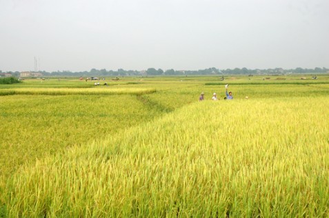 Hỗ trợ địa phương bảo vệ và phát triển đất trồng lúa