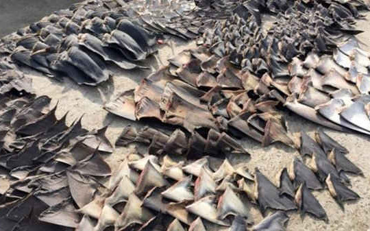 Cảnh sát Ecuador tịch thu 200.000 vây cá mập buôn lậu sang châu Á