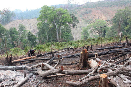 Đắk Nông: Vô tư chặt phá, mua bán rừng và đất rừng