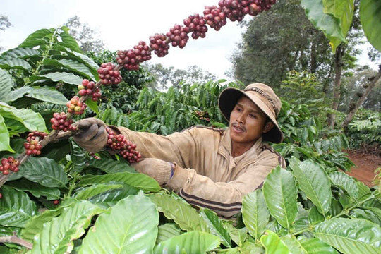 Doanh nghiệp và người dân lao đao vì giá cà phê lao dốc