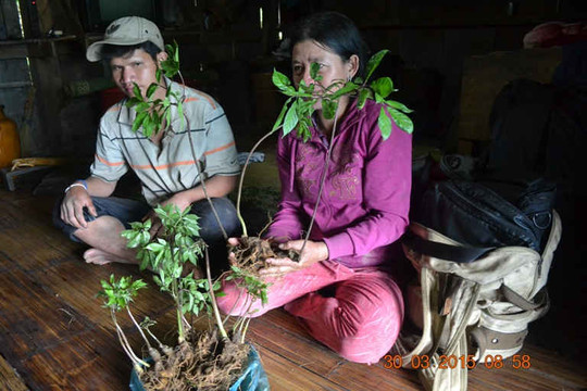 Cho thuê rừng để trồng sâm Ngọc Linh
