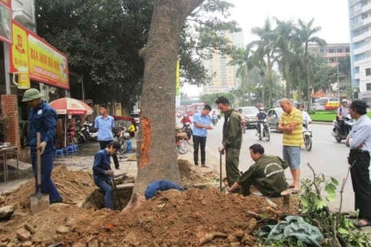 Thủ tướng yêu cầu thông tin đầy đủ Đề án cải tạo, thay thế cây xanh ở Hà Nội