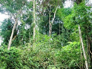 Hà Nội: Hướng dẫn địa phương có rừng kiểm kê đạt hiệu quả cao