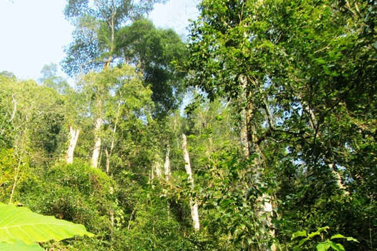 Hà Tĩnh: Đầu tư hơn 13 tỷ đồng cho Dự án nâng cao hiểu biết về trữ lượng các bon rừng