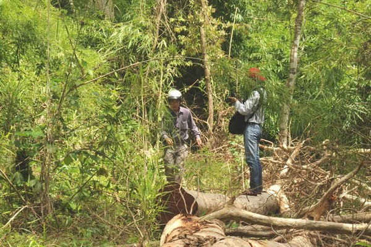 Đắk Lắk: Vào VQG Yok-Đôn chặt hạ 2 cây gỗ hương