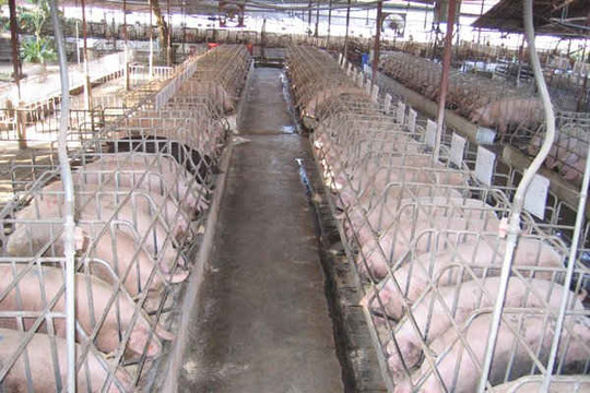 Lâm Đồng: Xử phạt trang trại nuôi heo của Công ty TNHH Lê Đức Tiến gây ô nhiễm