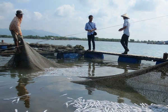 Cá chết vì sông ô nhiễm: Tạm dừng hoạt động chế biến hải sản