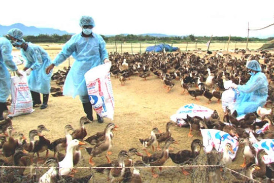 Phát hiện ổ dich H5N1 trên gia cầm tại Hà Tĩnh