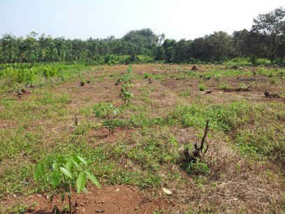 Phó Thủ tướng yêu cầu chấn chỉnh công tác quản lý đất nông lâm nghiệp tỉnh Bình Phước