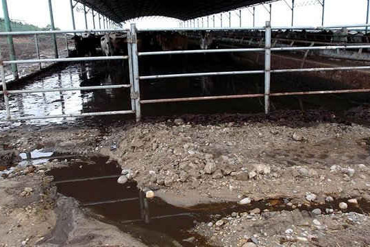 Kiểm tra nước thải trại bò của Tập đoàn Hoàng Anh Gia Lai