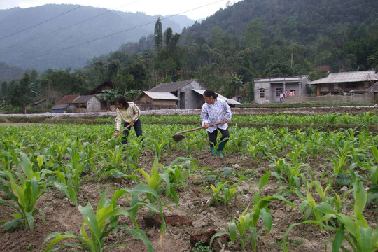 Huyện Chư Pưh: Chuyển đổi cơ cấu cây trồng ứng phó với BĐKH