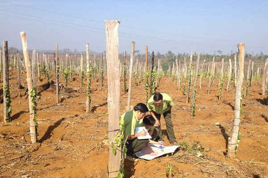 "Nóng" tình trạng phá rừng khu vực biên giới Đắk Nông