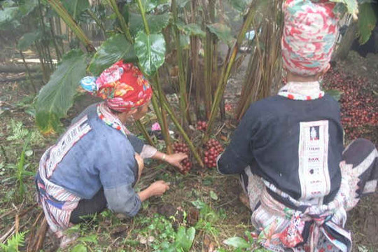 Vương quốc thảo quả Lào Cai