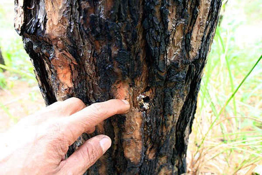 Thêm một vụ "đầu độc" rừng thông ở Lâm Hà
