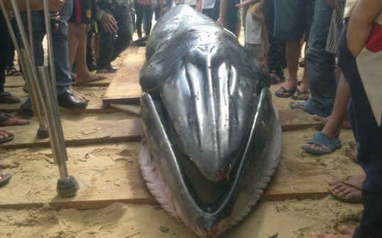 Cá "Ông Nam Hải" dạt bờ biển Phú Yên