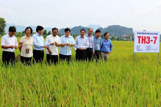 Sắp xếp, đổi mới công ty nông nghiệp tỉnh Ninh Bình