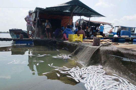 Bà Rịa – Vũng Tàu:  35 hộ nuôi cá lồng bè khởi kiện DN gây ô nhiễm
