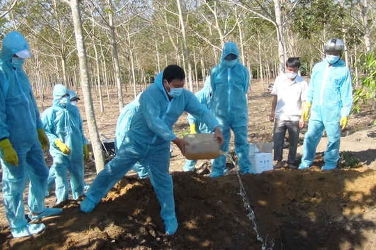 Kon Tum: Tiêu hủy gần 1.000 con gia cầm nhiễm cúm A/H5N6