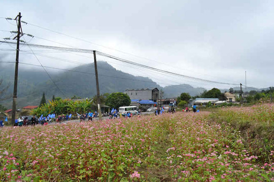 Lai Châu: Thử nghiệm trồng hoa Tam Giác Mạch thu hút khách du lịch