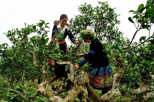 400 cây chè Shan tuyết Suối Giàng là Cây di sản Việt Nam