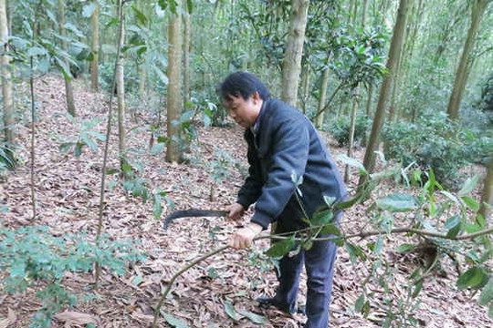 Xã An Sinh 20 năm trồng và bảo vệ rừng
