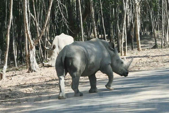 Không có tê giác chết tại Vinpearl Safari Phú Quốc