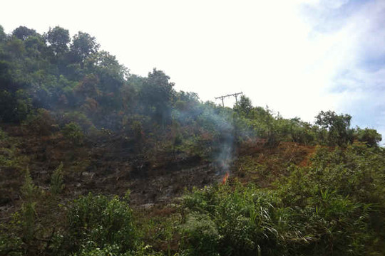 Sơn La: Cảnh báo nguy cơ cháy rừng cao do ảnh hưởng băng giá