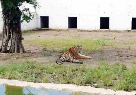 Hổ chết tại vườn thú Mỹ Quỳnh, Long An