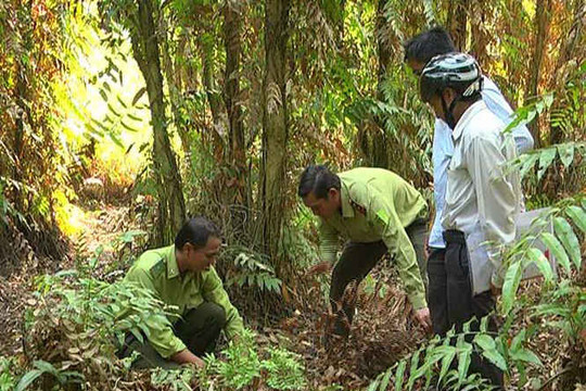 Hơn 2.700 ha rừng tràm U Minh Hạ dự báo cháy cấp V
