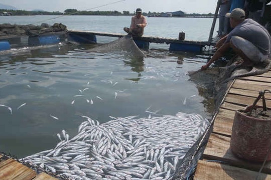 Ưu tiên cải tạo, phục hồi môi trường khu vực ô nhiễm có mức độ rủi ro cao