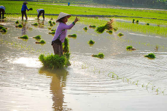 Nông dân vùng cao Lào Cai đón cơn "mưa vàng"