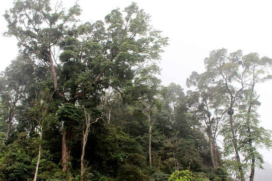Lào Cai: Khởi động dự án bảo vệ rừng gỗ nghiến trăm năm tuổi
