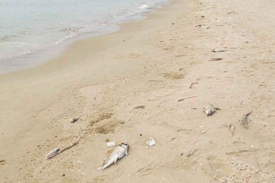 Đi tìm nguyên nhân cá chết hàng loạt ở Cảng Vũng Áng