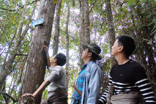 Cho thuê môi trường rừng Khu bảo tồn thiên nhiên Hoàng Liên - Văn Bàn làm du lịch