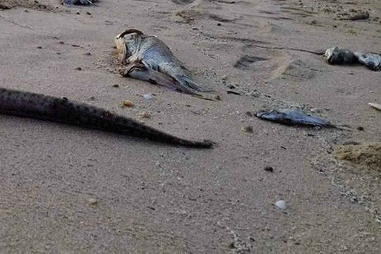 Cá chết trên bãi biển, Đà Nẵng cuống cuồng ứng phó