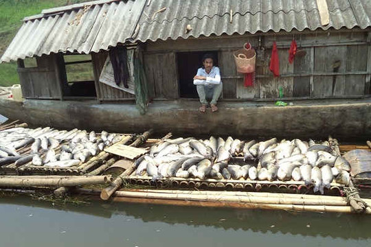 Vụ cá chết trên sông Bưởi: Nhiều chỉ số môi trường vượt ngưỡng cho phép