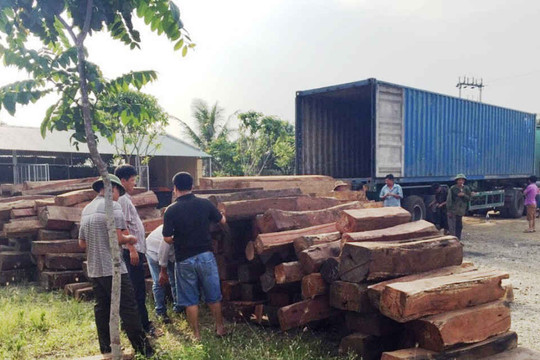 Nghệ An: Bắt vụ vận chuyển nhiều gỗ quý hiếm
